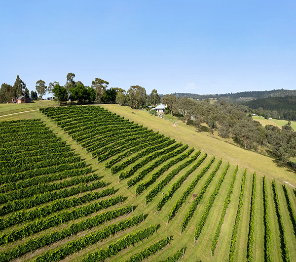 Winery, vineyard and residence, Yarra Valley Langley & Co